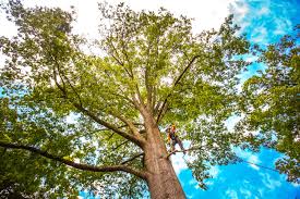 Best Organic Lawn Care Solutions  in Pearl River, NY