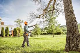 Best Tree Cabling and Bracing  in Pearl River, NY