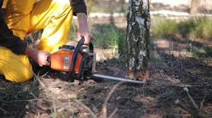 Best Tree Mulching  in Pearl River, NY