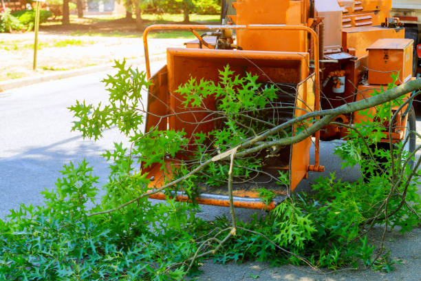 Best Lawn Pest Prevention  in Pearl River, NY