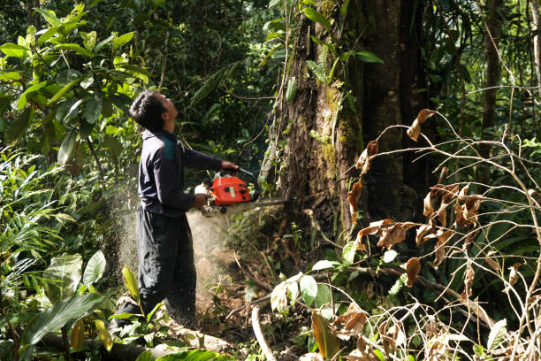 Best Arborist Consultation Services  in Pearl River, NY