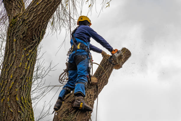 Best Stump Grinding and Removal  in Pearl River, NY