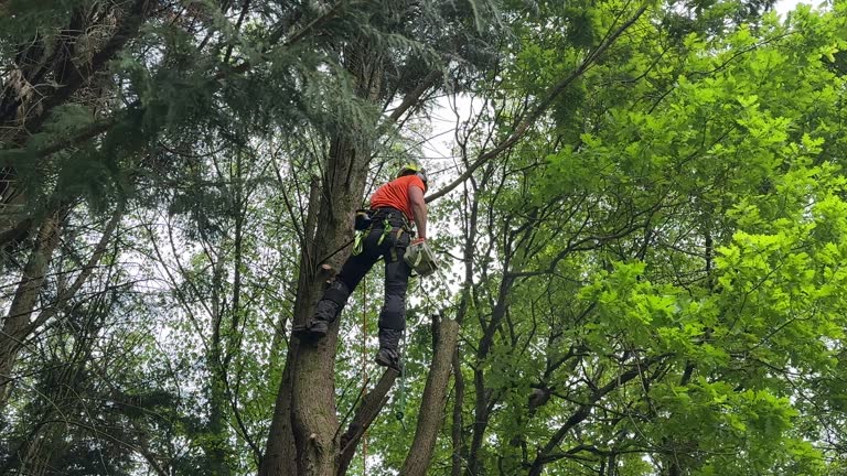 Best Leaf Removal  in Pearl River, NY