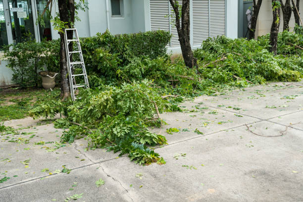 How Our Tree Care Process Works  in  Pearl River, NY