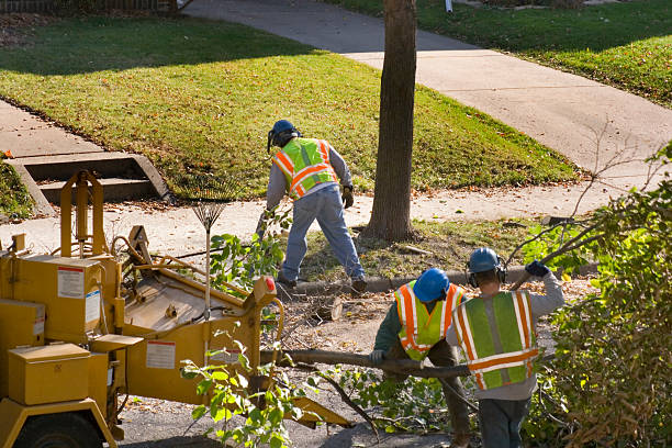 Trusted Pearl River, NY Tree Services Experts