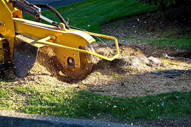 Best Grass Overseeding  in Pearl River, NY