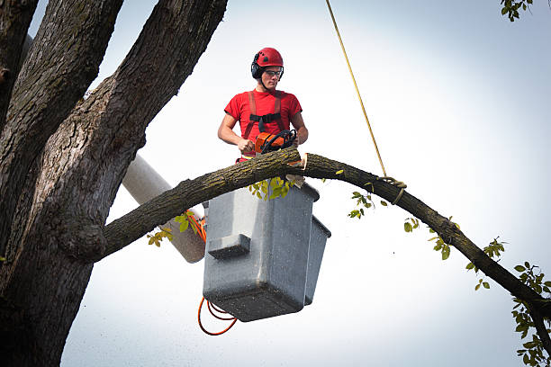 Best Root Management and Removal  in Pearl River, NY