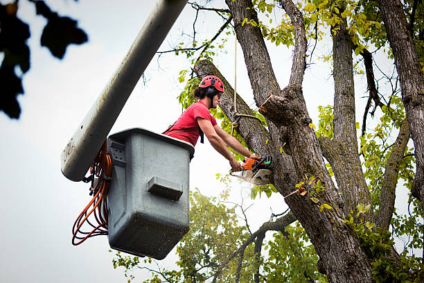  Pearl River, NY Tree Services Pros