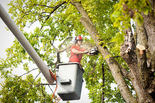 Best Tree Maintenance Programs  in Pearl River, NY