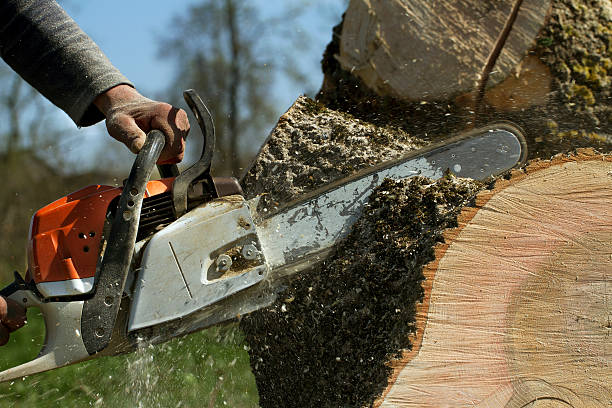 Best Lawn Maintenance Plans  in Pearl River, NY