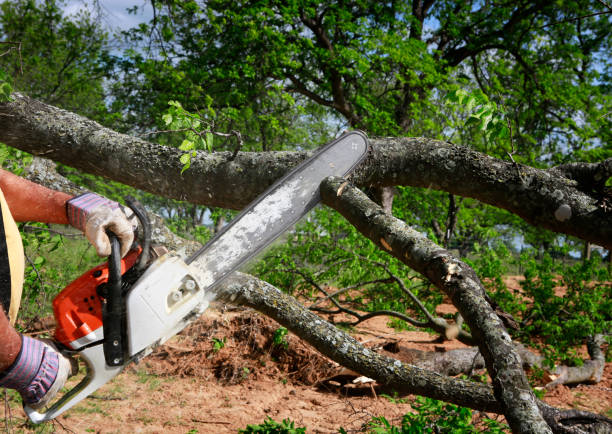 Best Tree Disease Treatment  in Pearl River, NY